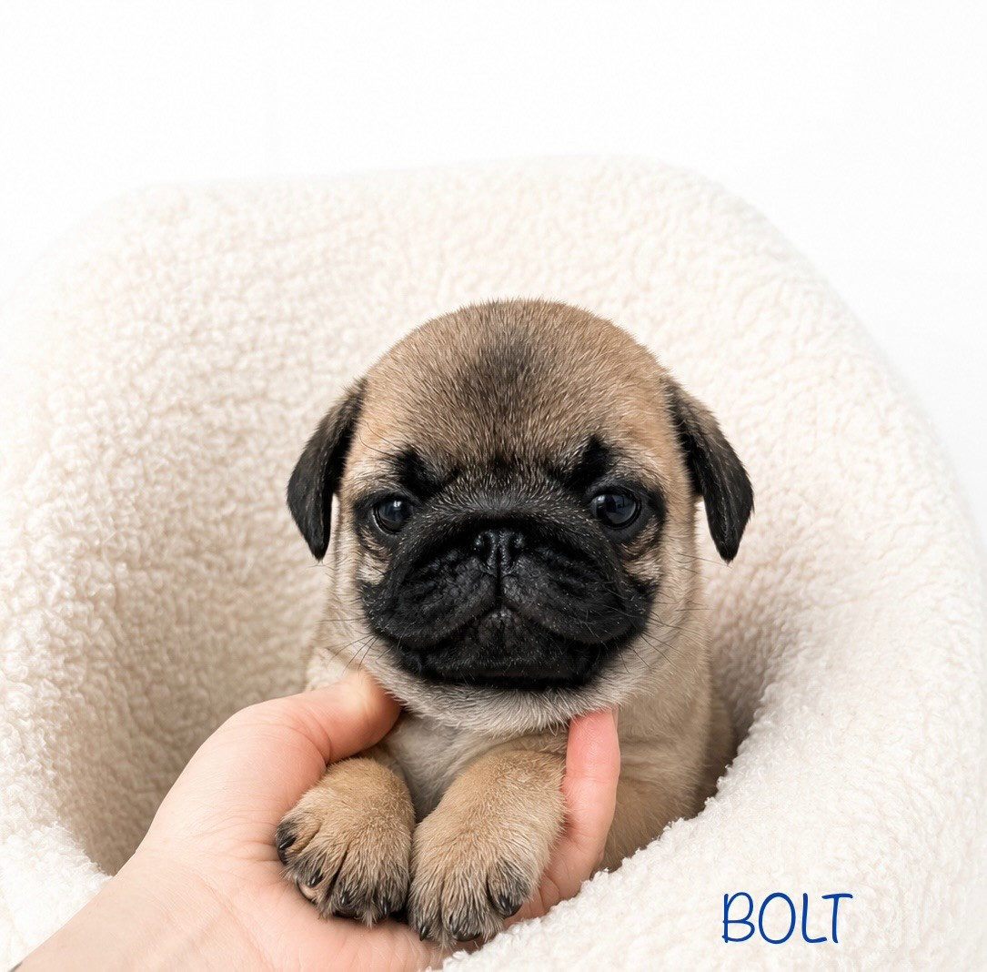 Oggi E Domani Per Sempre - Chiots disponibles - Carlin