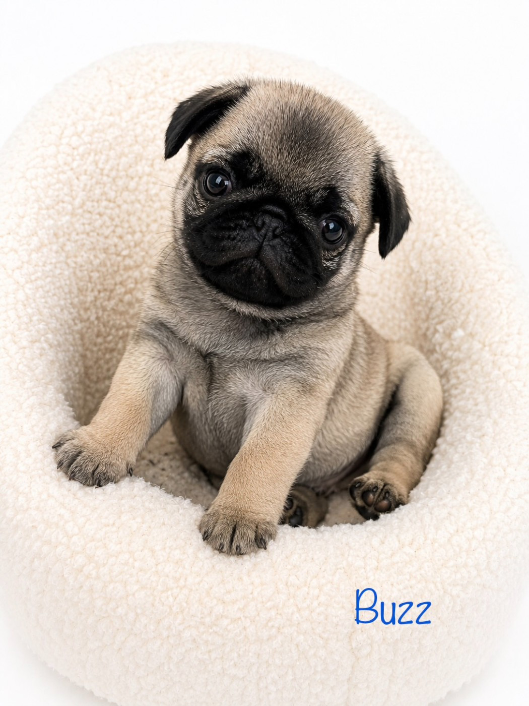 Oggi E Domani Per Sempre - Chiots disponibles - Carlin