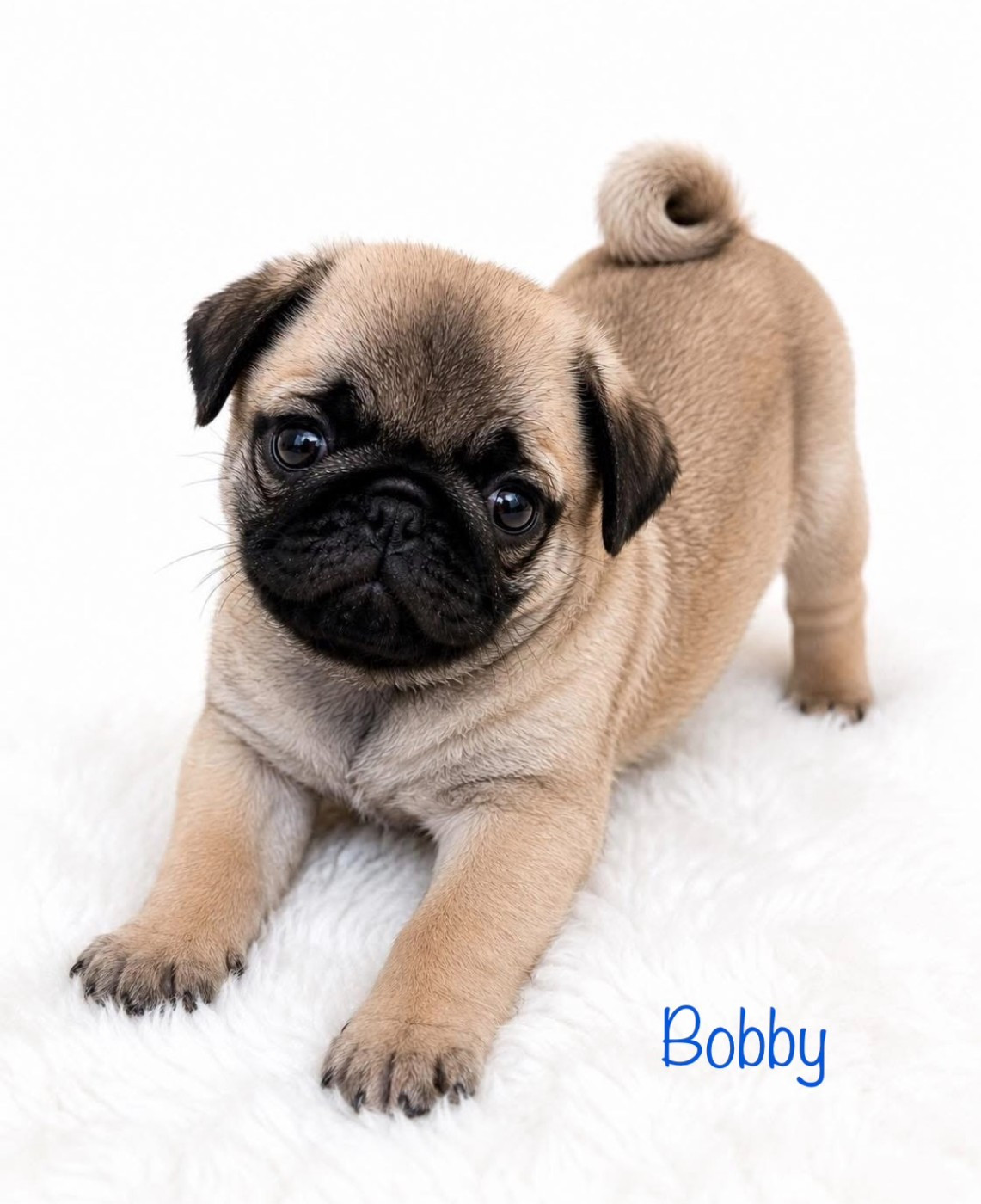 Oggi E Domani Per Sempre - Chiots disponibles - Carlin