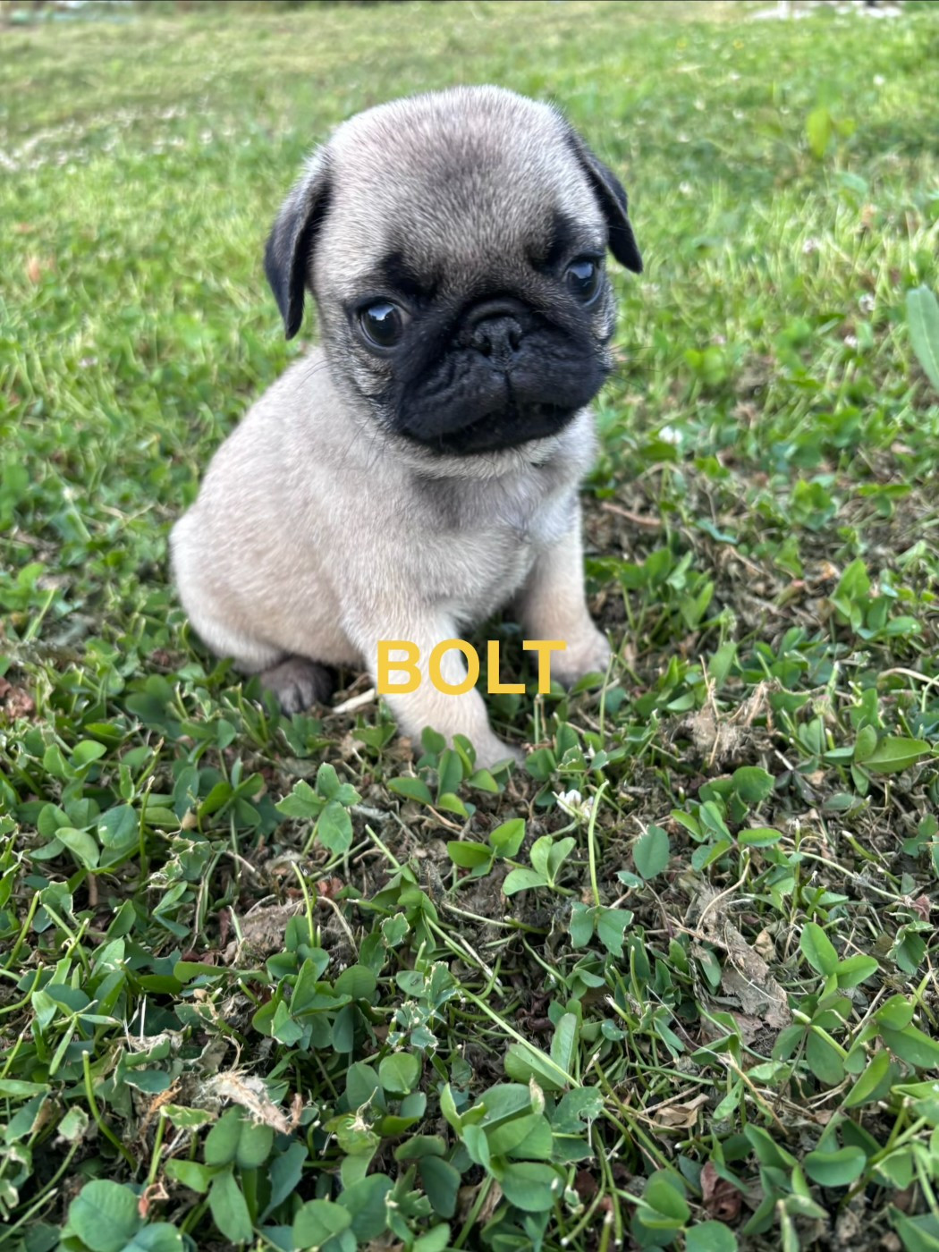Oggi E Domani Per Sempre - Chiots disponibles - Carlin