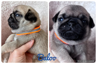 Baloo