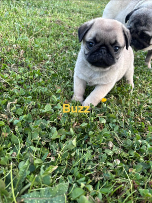 Buzz