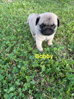 Bobby