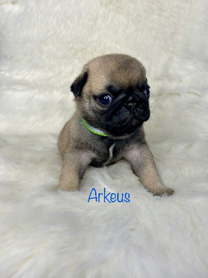 Arkeus