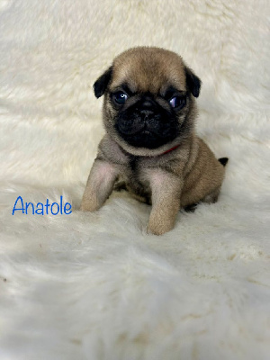 Anatole